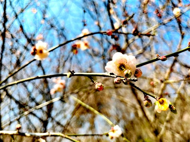 晴日，再訪梅花谷