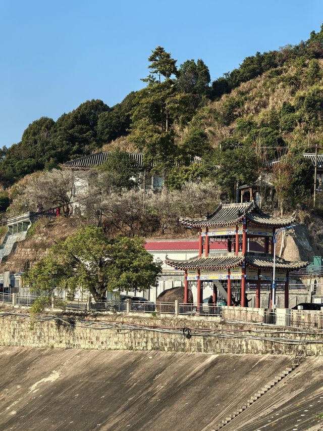 陸河南告水庫賞梅