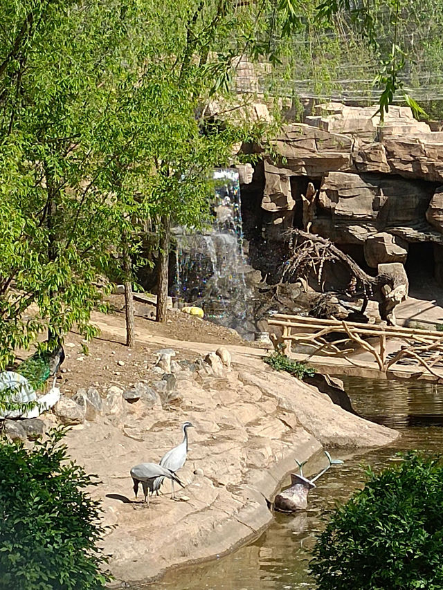 安徽大青山野生動物園 | 開啟超治癒的動物奇遇記
