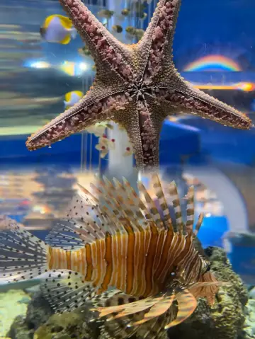 計劃|上海海昌海洋公園