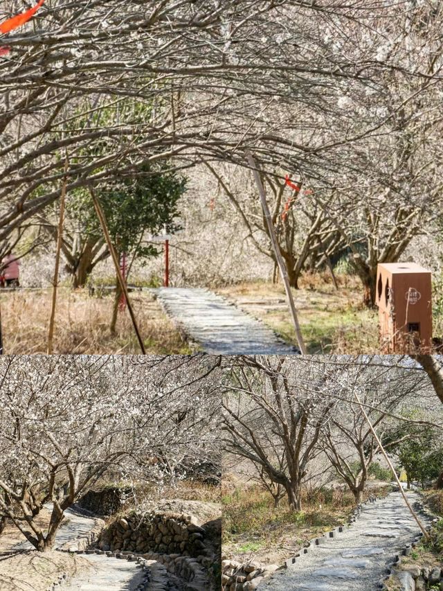抄功課，永泰文埕灣賞梅露營攻略