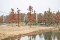 綠色濕地青西郊野公園