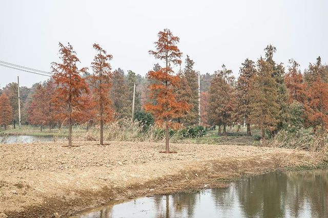 綠色濕地青西郊野公園