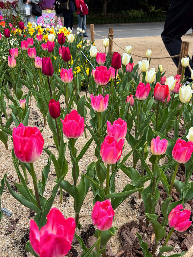 🌷 深圳的花之仙境 - 仙湖植物園的鬱金香 🌷