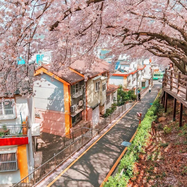 🌸首爾&釜山必去！七大絕美賞櫻拍照聖地