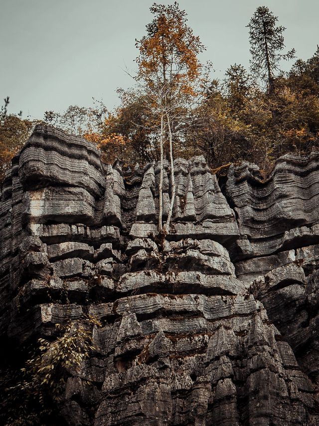 探秘雲南昆明-西雙版納-普洱 親子旅遊理想路線大揭秘