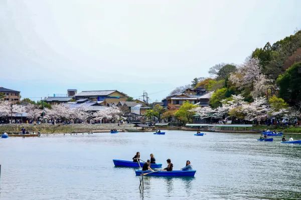 春の嵐山・渡月橋での桜体験