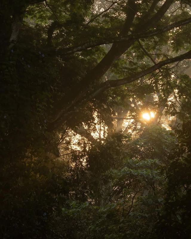 肯亞蒙巴薩巴爾阿爾沙圖：自然保護區的綠意之旅 