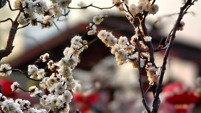 蛇年新春賞梅記