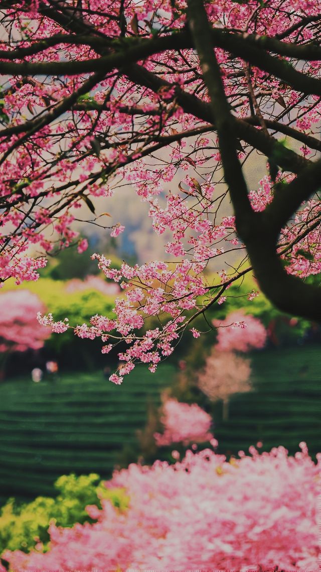 《永福櫻花：如夢似幻的仙境之旅》