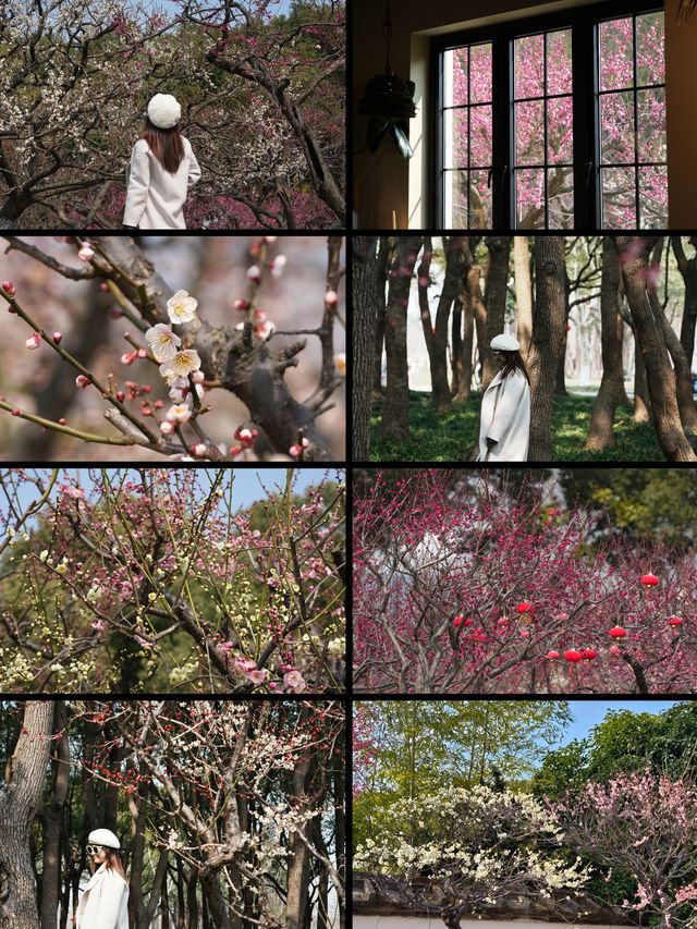 上海賞梅遊記·世紀公園梅花盛放中🌸