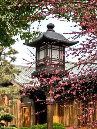 Plum Blossom Quest at Baoshan Temple