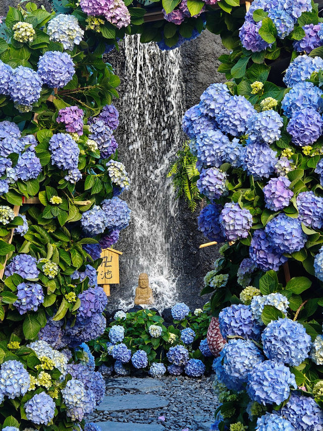 《深圳市天台的繡球花園》