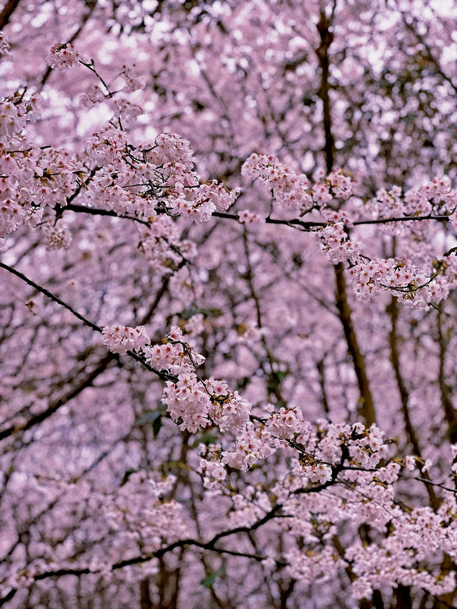 ——貴州平壩的櫻花盛景