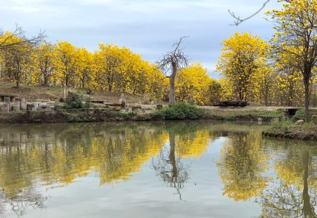 黃花風鈴木，浪漫春日！