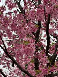 武漢東湖櫻花園🌸櫻花盛開，3月實拍來襲