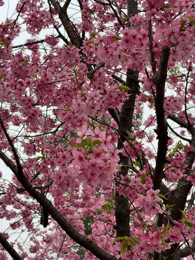 武漢東湖櫻花園🌸櫻花盛開，3月實拍來襲