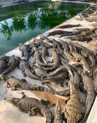 東方市鱷珍鱷魚園：探秘鱷魚王國的奇妙之旅