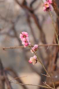 明城牆遺址公園，賞花正當時！