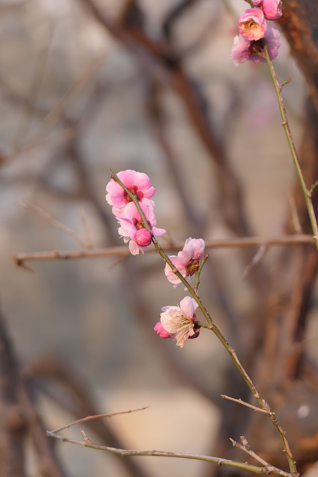 明城牆遺址公園，賞花正當時！