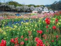闖入春日花花世界！東莞香遇百花園全攻略