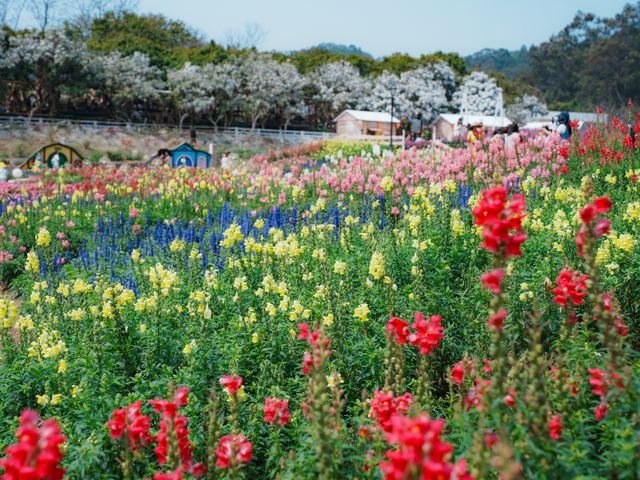 闖入春日花花世界！東莞香遇百花園全攻略
