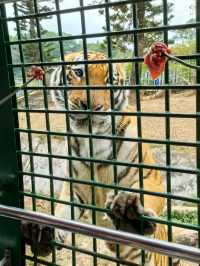 必睇！動物園節假日暢玩全攻略，演出時間表都在這