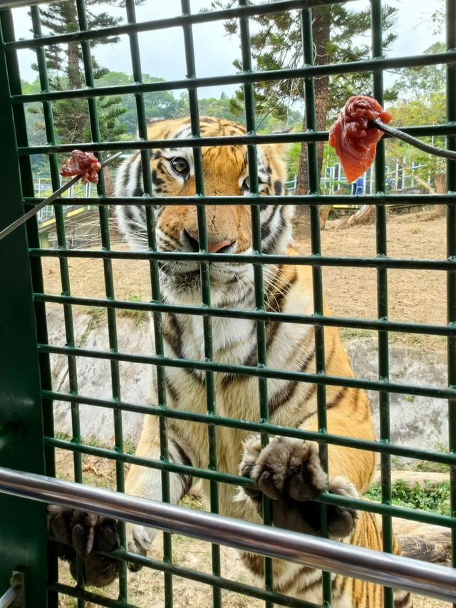 必睇！動物園節假日暢玩全攻略，演出時間表都在這