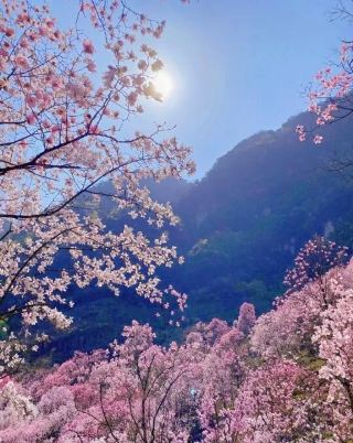 Magnolia season is almost here. Get your flower viewing guide ready!