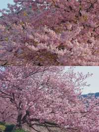 河津桜の早春の魅力を満喫しよう！