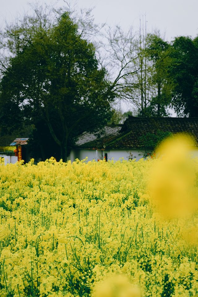 成都大邑星野雪山莊園，天然氧吧