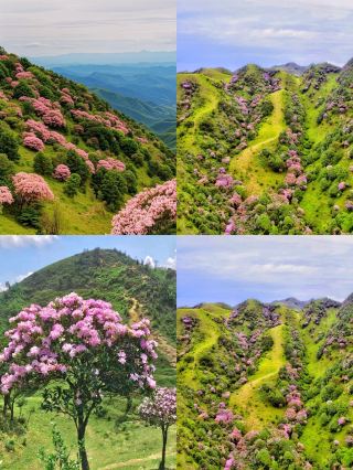 Jilongding Hiking Guide: For Hikers Planning to Visit from March to May