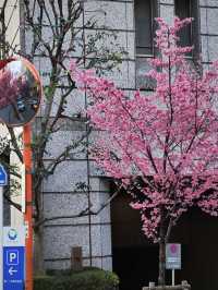 🌸日本橋三越 | 浪漫櫻花已盛大開幕