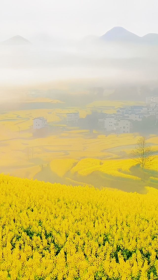 《婺源梯田點去？超齊全攻略來襲！》
