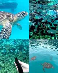 Discover a Maldives-like Paradise in Malaysia: Redang Island