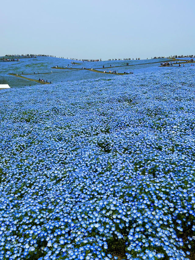 A blue fairytale 