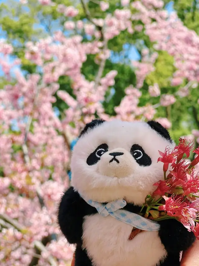 우한 둥후 벚꽃 정원 봄꽃놀이 특별 체험