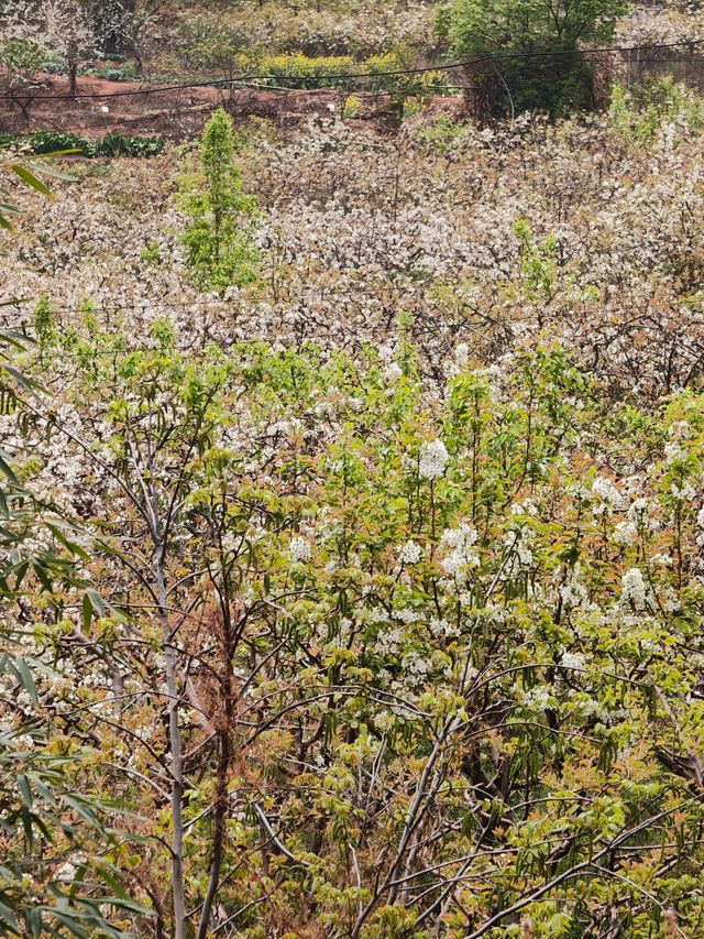 會理梨花好去處