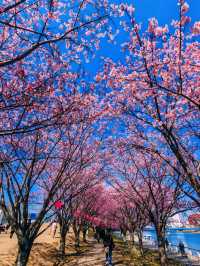在日本四國德島中央公園欣賞櫻花