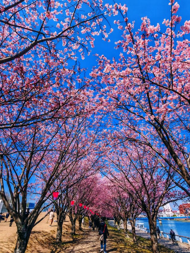在日本四國德島中央公園欣賞櫻花