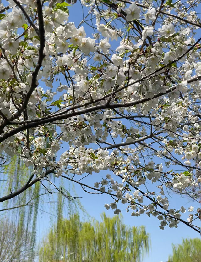 濟南五龍潭公園，靚到突破天際啦！原圖直出嘅春日盛宴