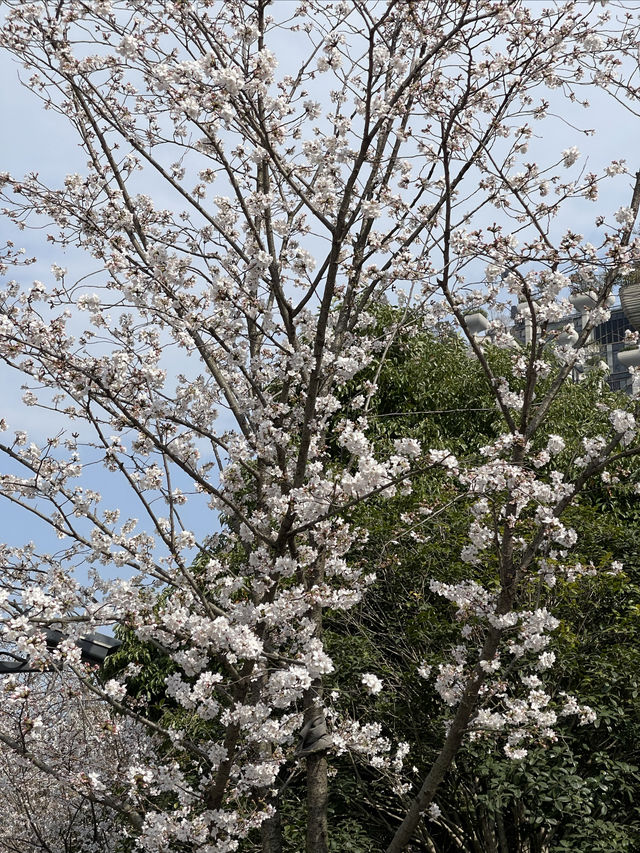踏青好時節｜千樹櫻花季