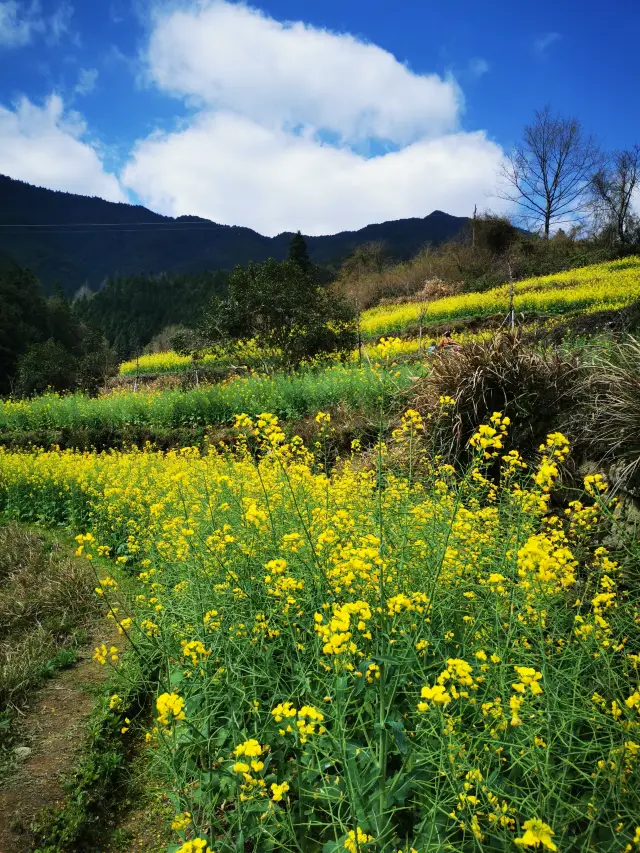 The rapeseed flowers are blooming in Wuyuan! Time for spring flower viewing!