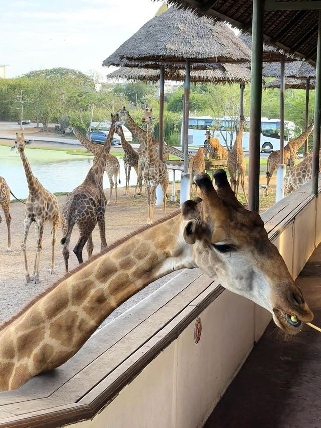 野生動物園餵老虎🐅｜做一天動物園長