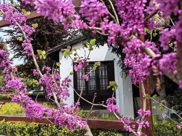 Relaxing Free Half-Day Tour at Xixi Wetland (1-Hour Journey Guide)