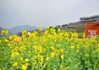 2025 快啲嚟浙江覆厄山啦，油菜花盛開！