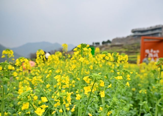 2025 快啲嚟浙江覆厄山啦，油菜花盛開！