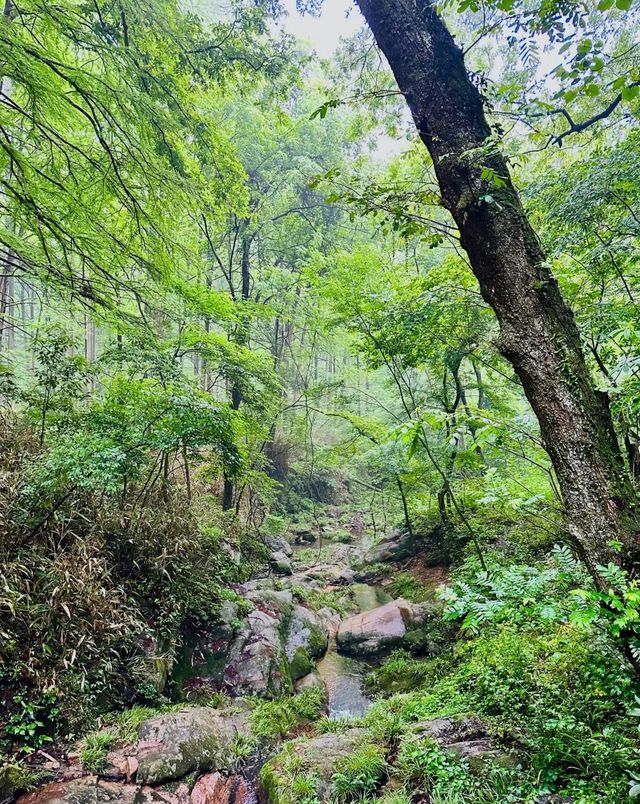 天然氧吧