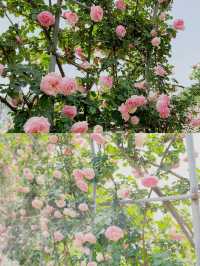 太倉玫瑰莊園：江南的浪漫詩行
