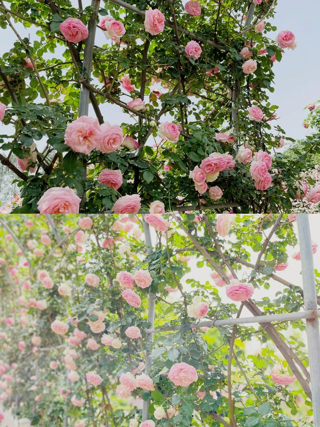 太倉玫瑰莊園：江南的浪漫詩行